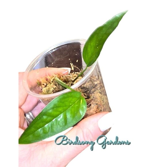 Skeleton Key Pothos 2 Leaf Cutting In Prop Cup - Picture 2 of 3